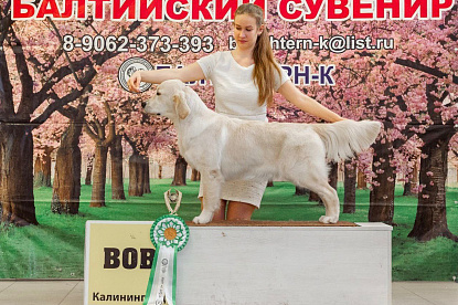 Национальная выставка собак всех пород _0