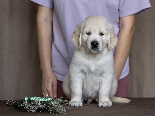 Фото AmberShark Drive Me Crazy морда