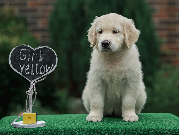 Фото AmberShark Aspire to Inspire морда