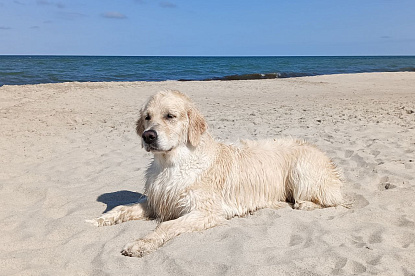 Море и голдены_10