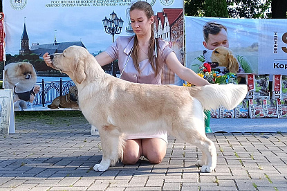 Национальная выставка собак всех пород_1