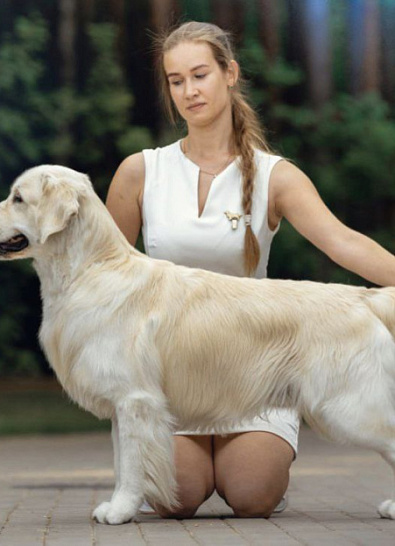 Монопородная выставка золотистых ретриверов