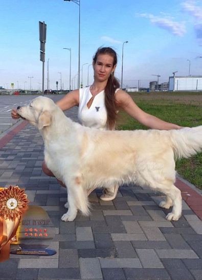 Национальная выставка собак всех пород 