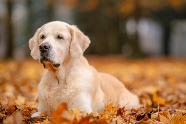 Фото Кевин морда