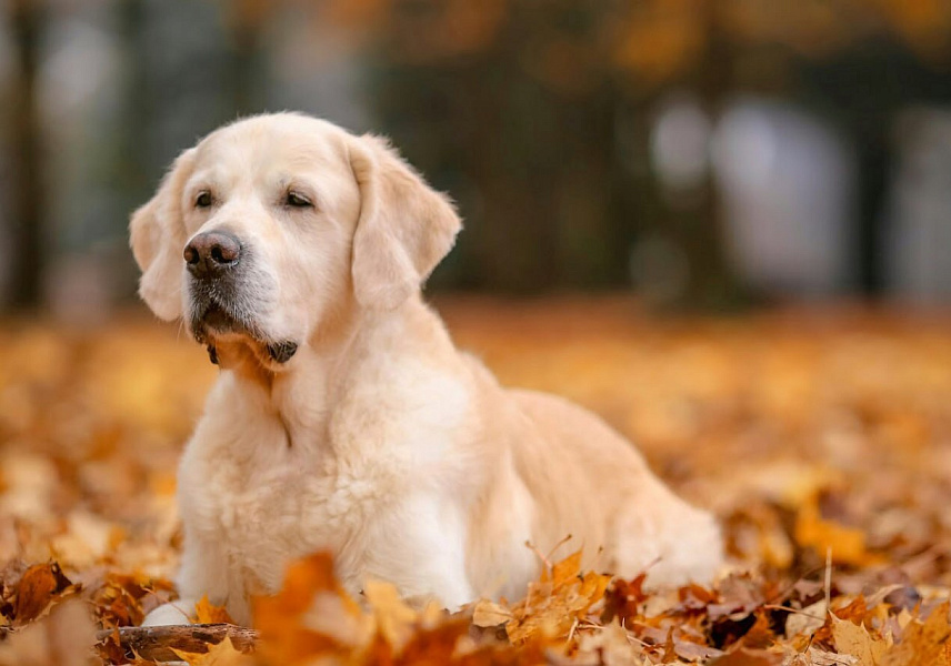 Фото Кевин морда