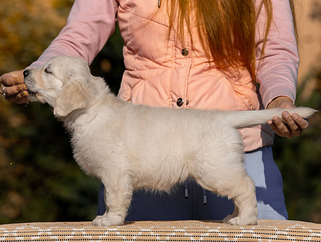 Фото AmberShark Bright Like A Diamond стойка