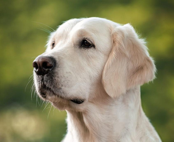 Фото Ева морда