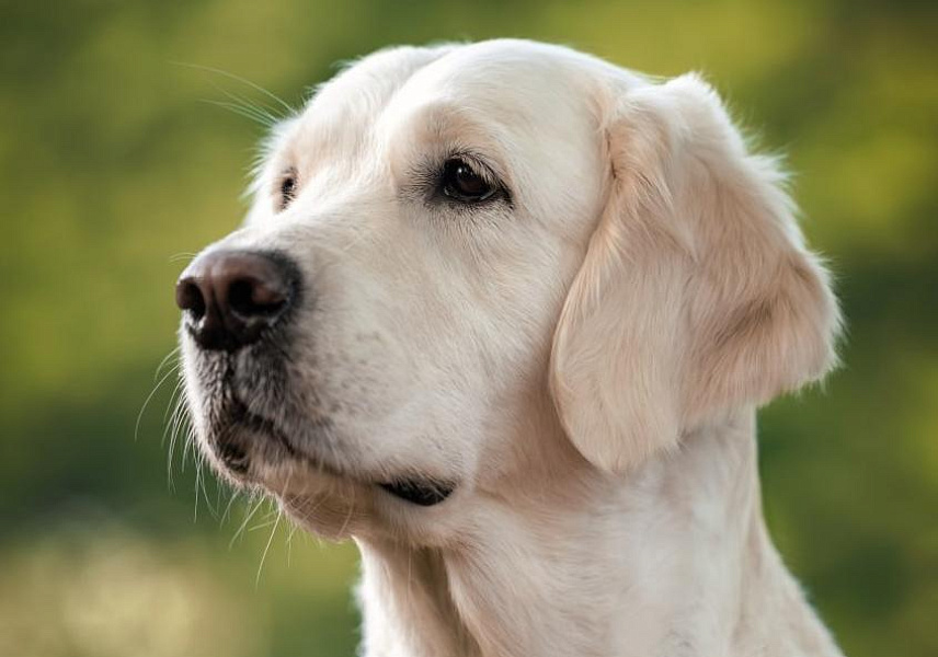 Фото Ева морда