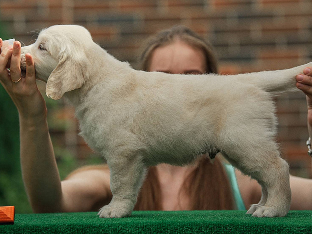 Фото AmberShark As Hot As Hell стойка
