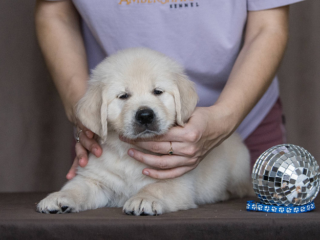 Фото AmberShark Desperado морда