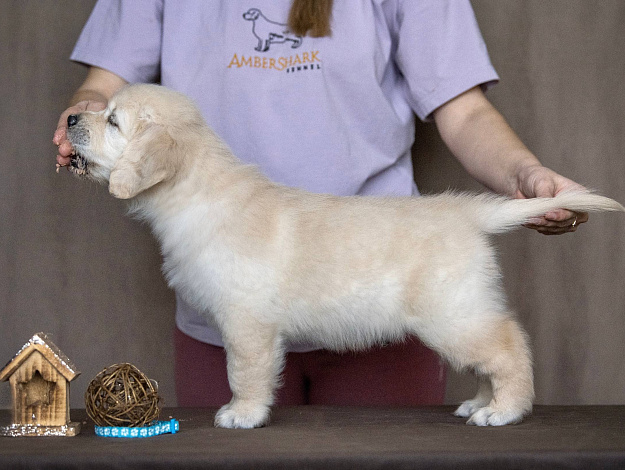 Фото AmberShark Don’t Forget Me стойка