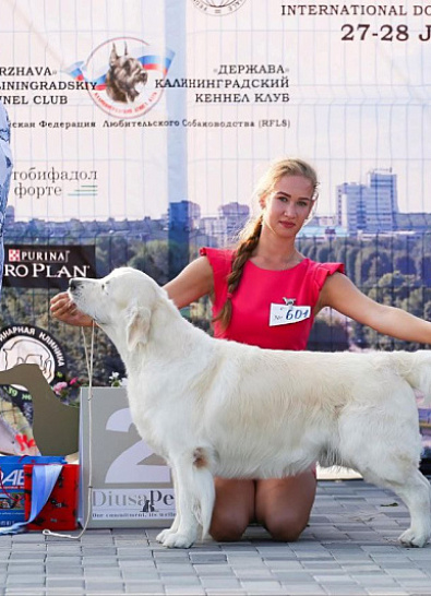 Международная выставка собак всех пород 