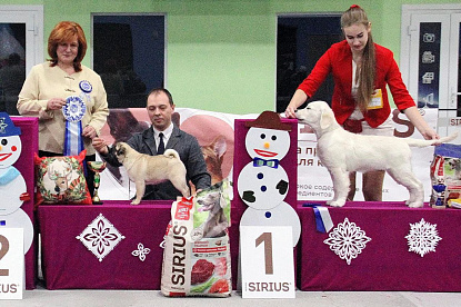 Национальная выставка собак всех пород _1