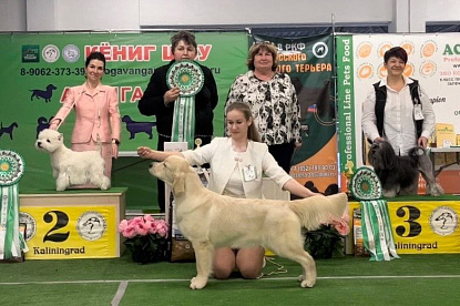 Национальная выставка собак всех пород _1