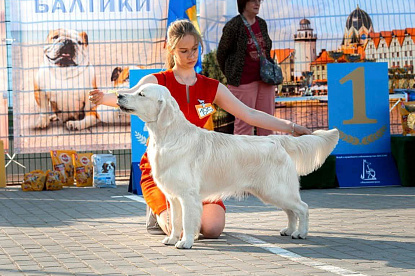 Рейтинговая выставка с особым статусом САС ЧРКФ _0