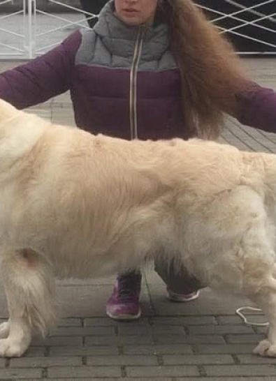 Международная выставка собак всех пород 