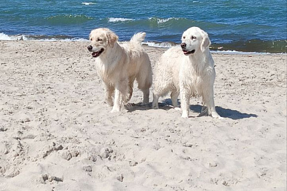 Море и голдены_11