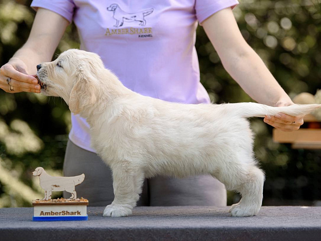 Фото Ambershark Enjoy Sunshine стойка