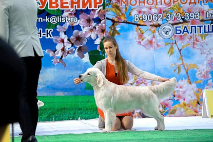 Национальная выставка собак всех пород _2