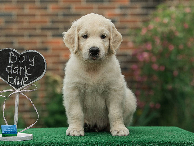 Фото AmberShark Admiral Maximus Sunny Heaven морда