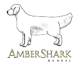 Питомник золотистых ретриверов «AMBERSHARK»